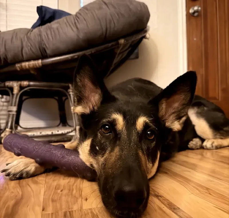 Cherry