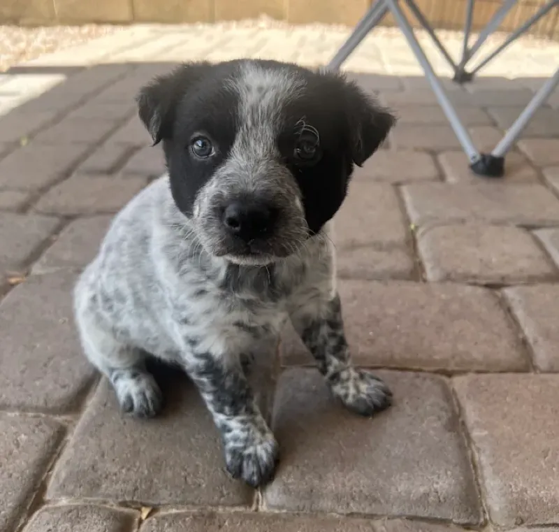 Louie