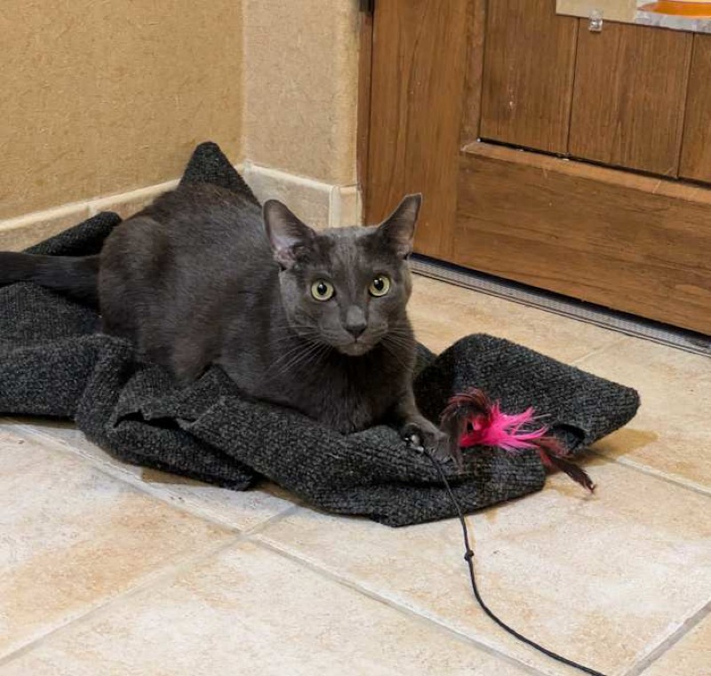 King Bob