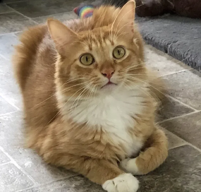Willie