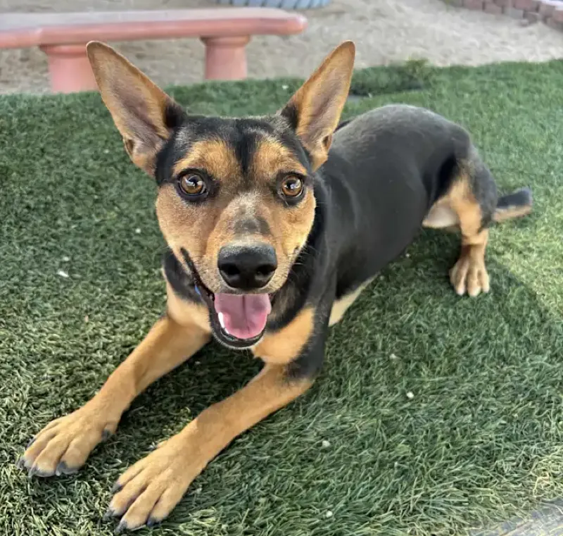 Tabboule