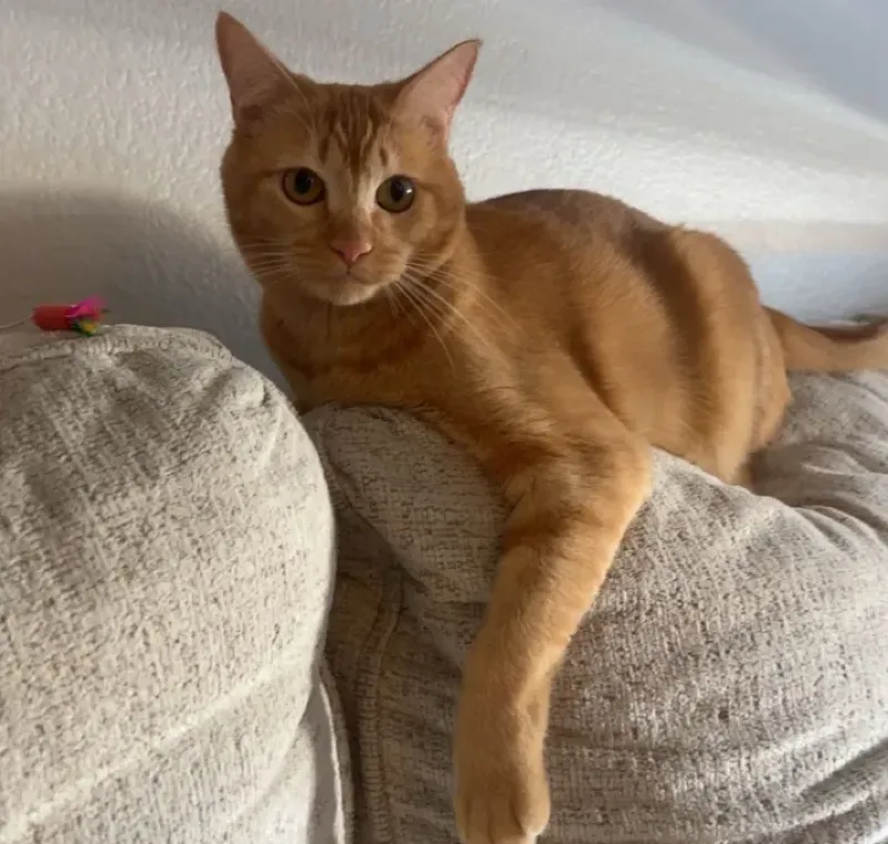 NALA